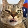 lynxrabbit00